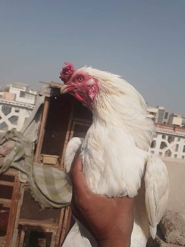 heera female with chicks 4