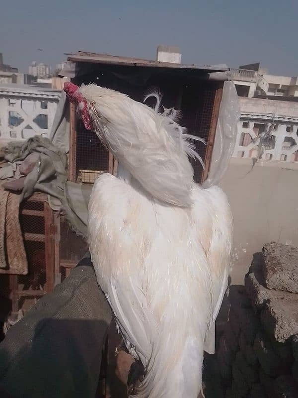 heera female with chicks 5