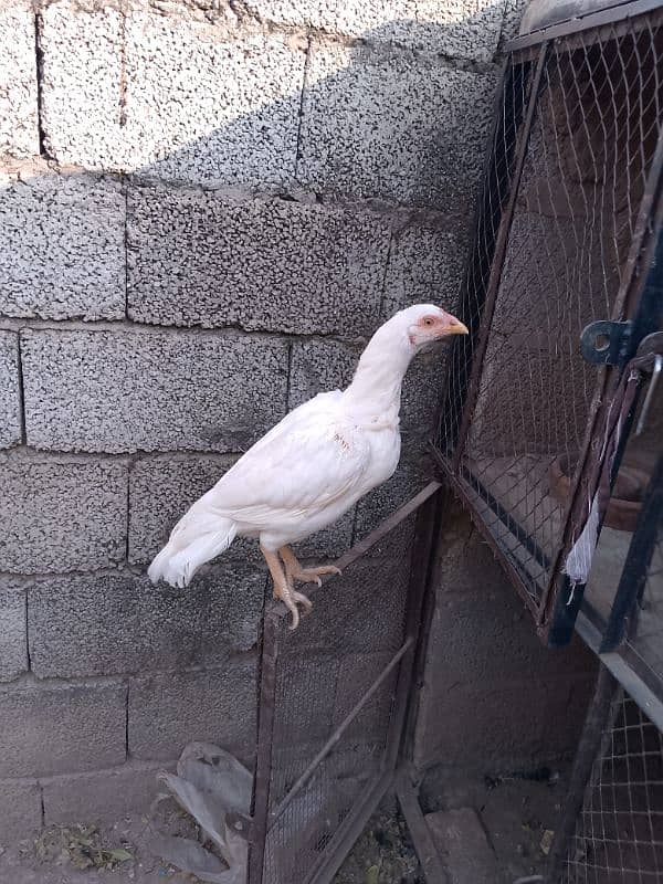 beautiful pure white Heera Madi miyanwali breed 0