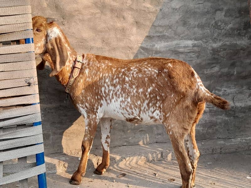 Makkhi Chini Breed 0