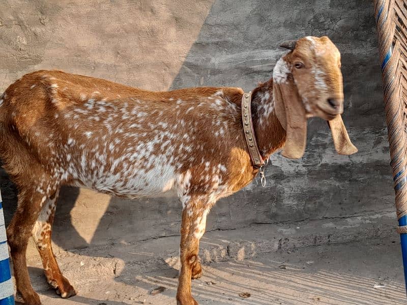 Makkhi Chini Breed 1