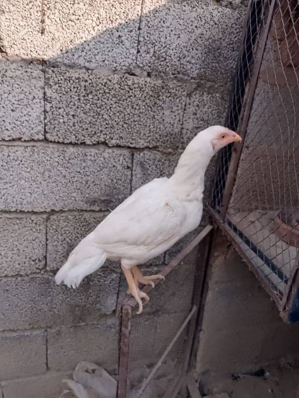 beautiful pure white Heera Madi miyanwali breed 1