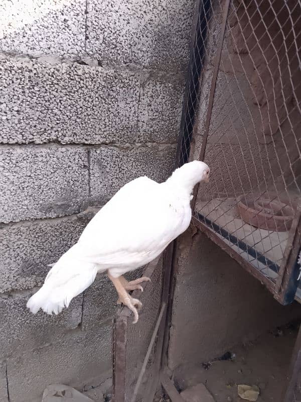 beautiful pure white Heera Madi miyanwali breed 2