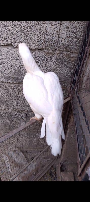 beautiful pure white Heera Madi miyanwali breed 3