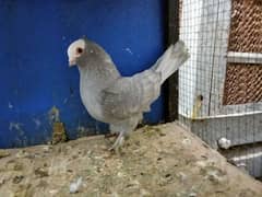 Mix Fancy Pigeons 0304-6522924