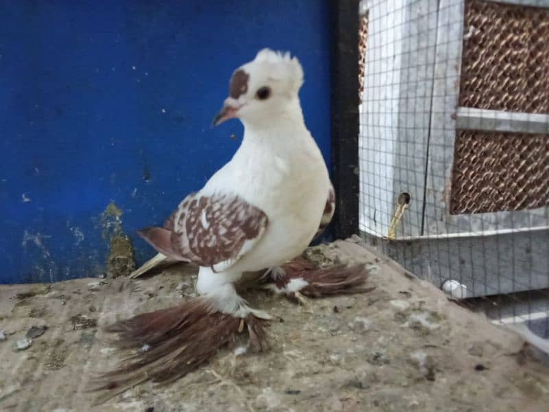 Mix Fancy Pigeons 0304-6522924 1