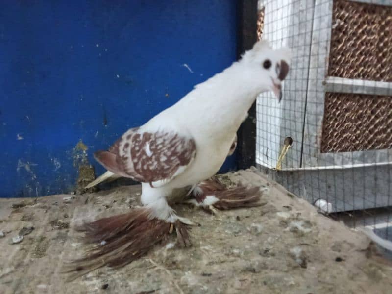 Mix Fancy Pigeons 0304-6522924 2