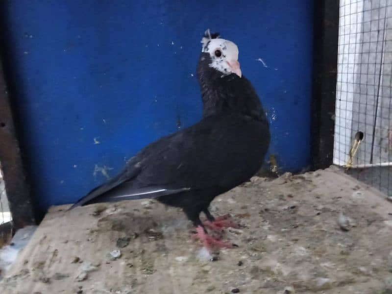 Mix Fancy Pigeons 0304-6522924 3