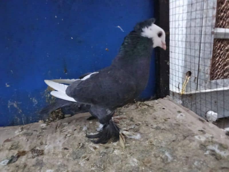 Mix Fancy Pigeons 0304-6522924 5