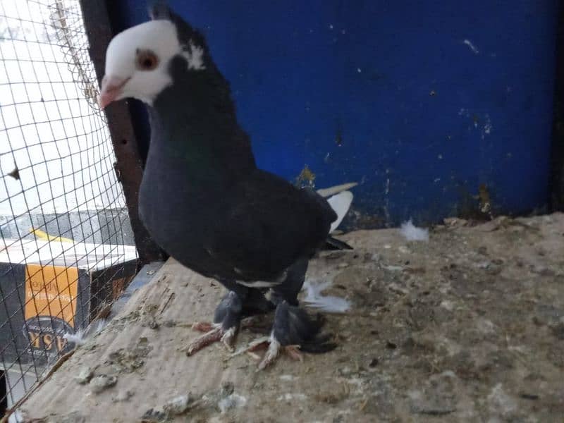 Mix Fancy Pigeons 0304-6522924 6