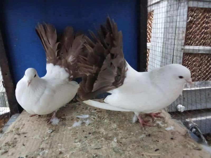 Mix Fancy Pigeons 0304-6522924 7