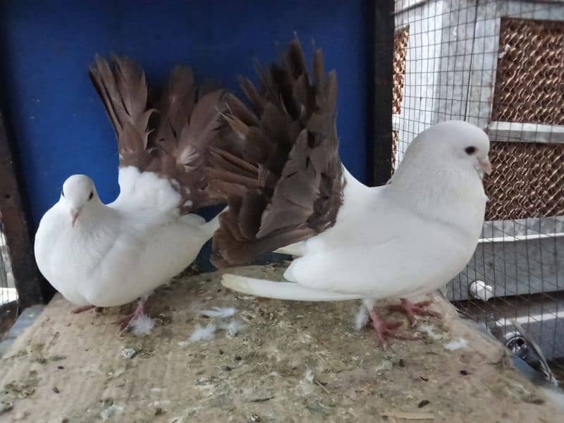 Mix Fancy Pigeons 0304-6522924 8