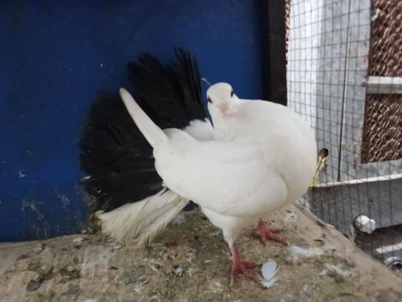 Mix Fancy Pigeons 0304-6522924 9