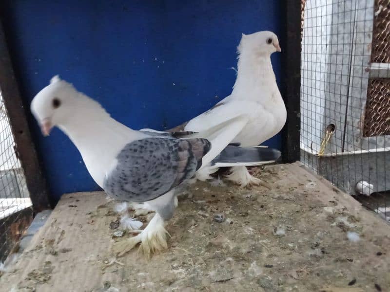 Mix Fancy Pigeons 0304-6522924 10