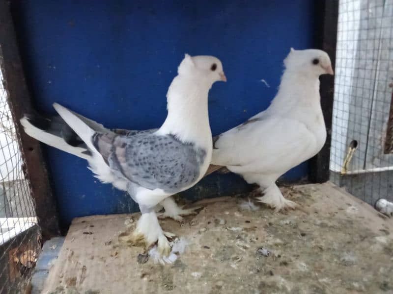 Mix Fancy Pigeons 0304-6522924 11