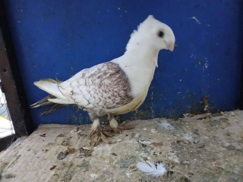 Mix Fancy Pigeons 0304-6522924 12