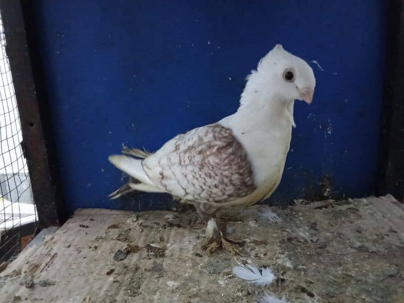 Mix Fancy Pigeons 0304-6522924 13