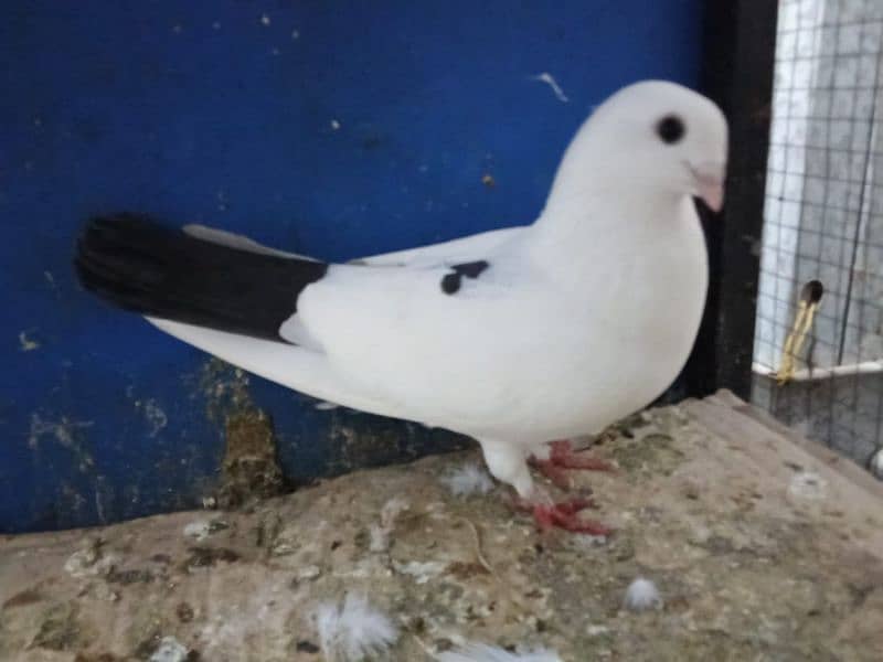 Mix Fancy Pigeons 0304-6522924 14