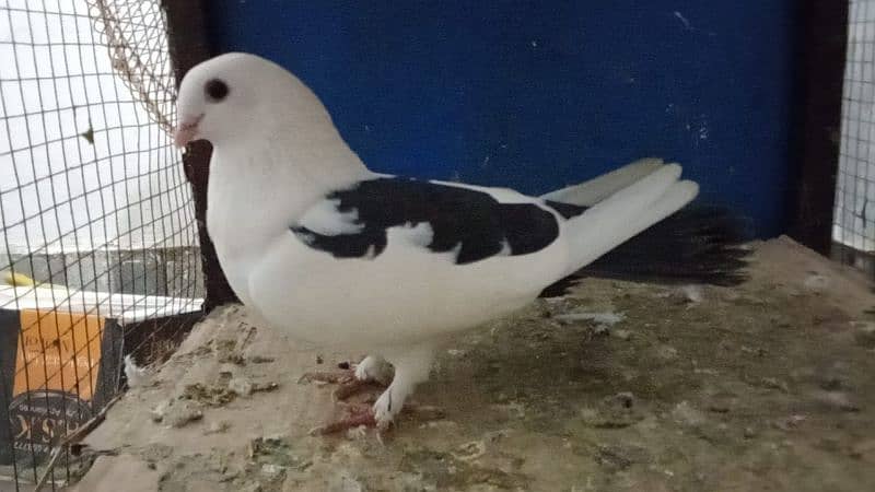 Mix Fancy Pigeons 0304-6522924 15