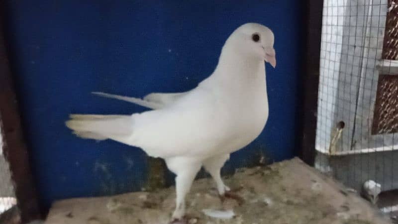 Mix Fancy Pigeons 0304-6522924 16