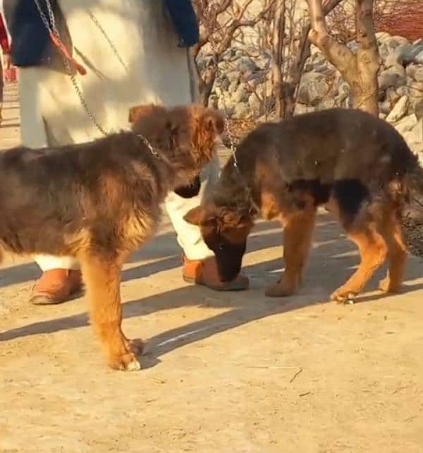 German Shepherd pair for sale WhatsApp 03463649736 0