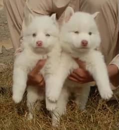 Russian pupies / Russian Pair For Sale / Pink nose Russian  pupies