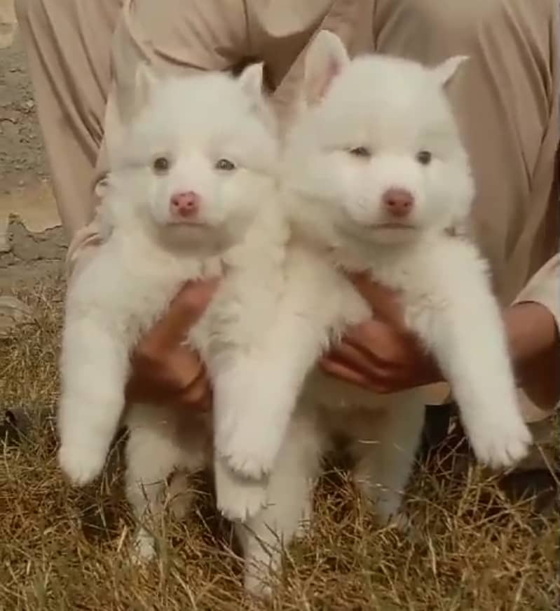 Russian pupies / Russian Pair For Sale / Pink nose Russian  pupies 0