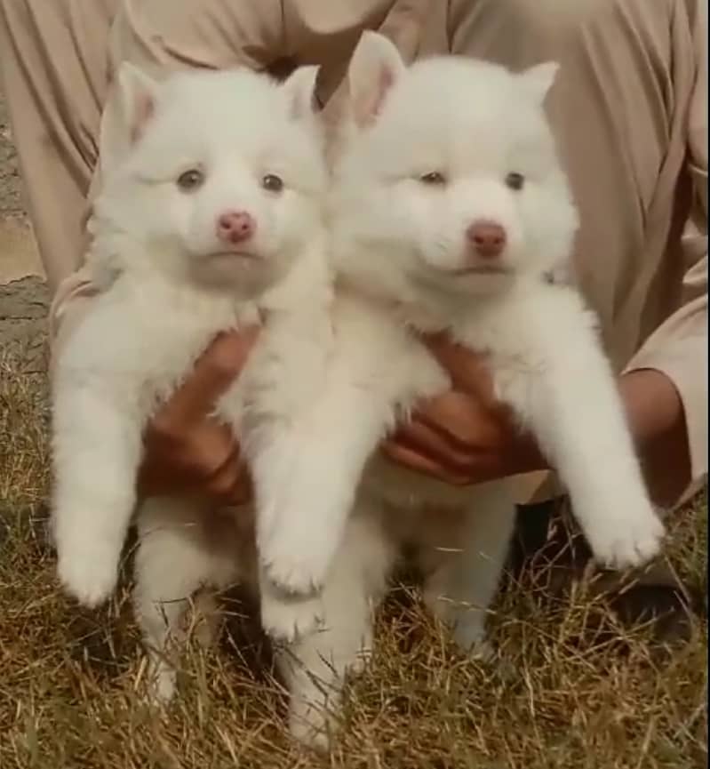 Russian pupies / Russian Pair For Sale / Pink nose Russian  pupies 1