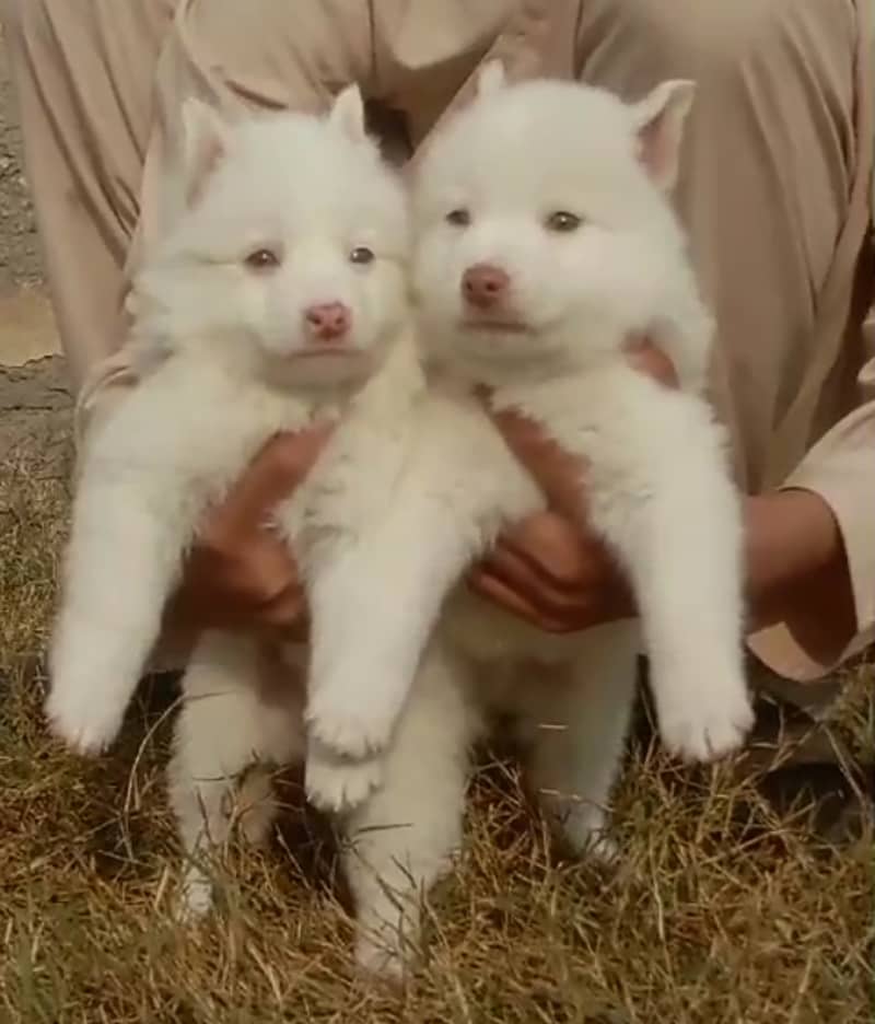 Russian pupies / Russian Pair For Sale / Pink nose Russian  pupies 2