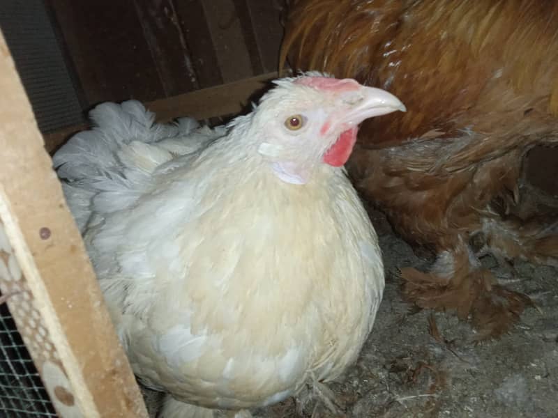 Hen+Rooster Pairs for sale 1