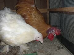 Hen+Rooster Pairs for sale