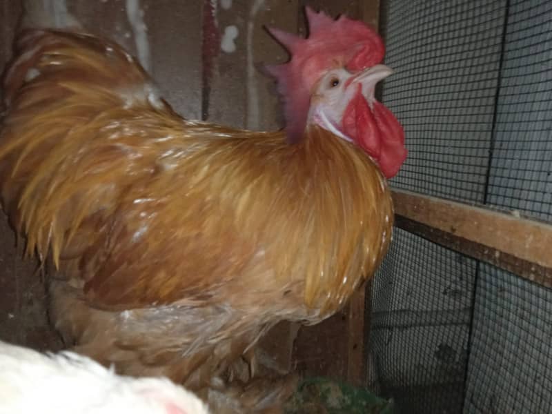 Hen+Rooster Pairs for sale 2