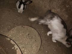 Rabbits Pakistani