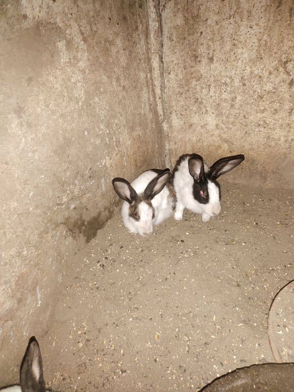 Rabbits Pakistani 5