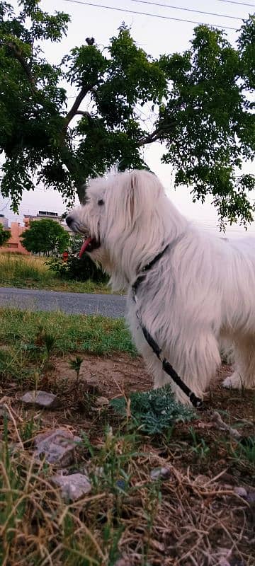 puddle dog 2