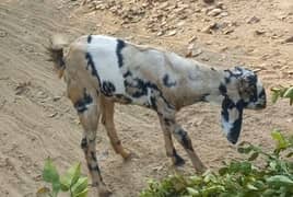 Bakra