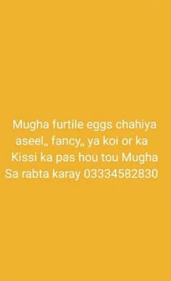 Mugha furtile eggs ke zarorat ha . . . . han Tou batay Aseel or fancy