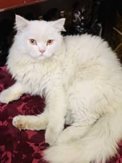 #Persian Cat #Persian Cat white colour