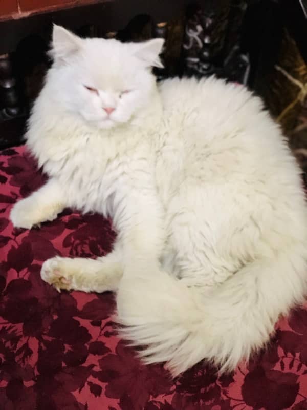 #Persian Cat #Persian Cat white colour 1