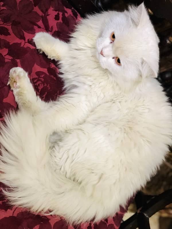 #Persian Cat #Persian Cat white colour 2