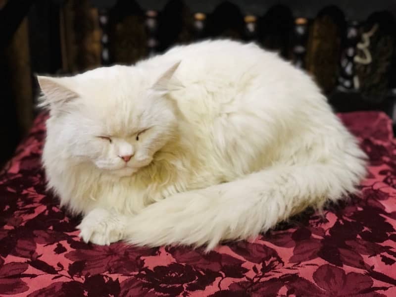 #Persian Cat #Persian Cat white colour 3