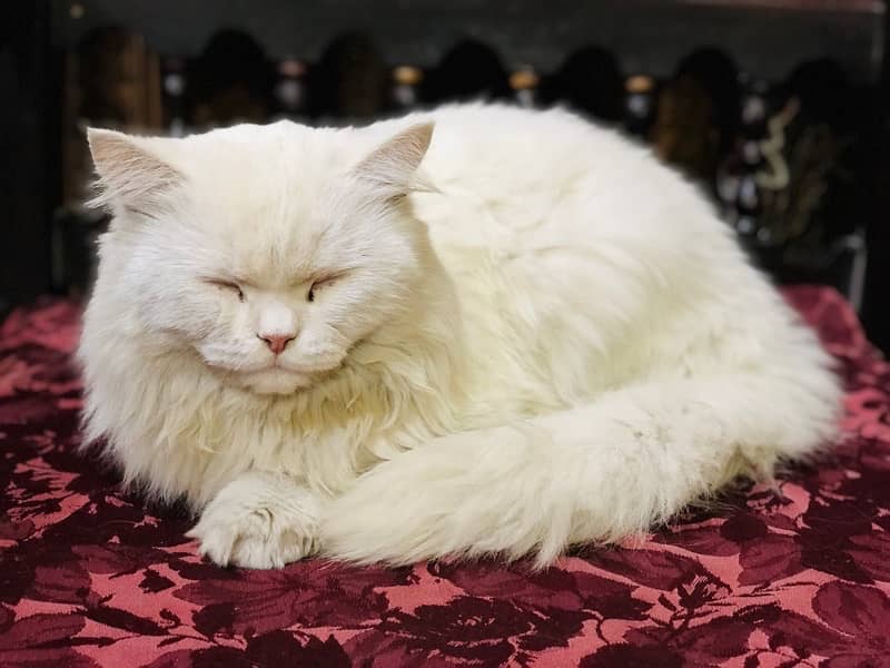 #Persian Cat #Persian Cat white colour 4