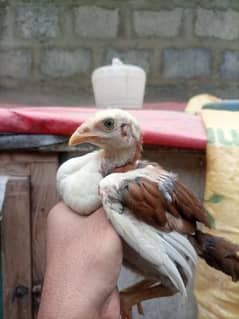 High quality heera+cheena aseel cross chicks for sale