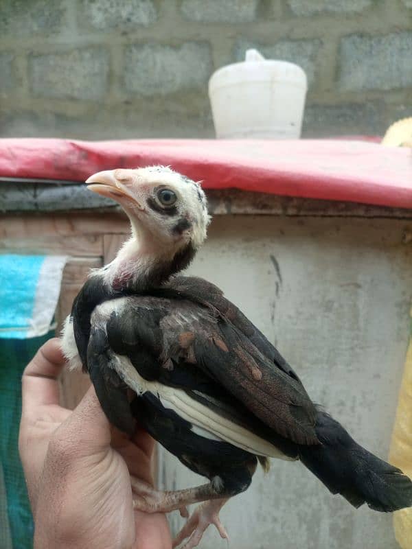 High quality heera+cheena aseel cross chicks for sale 1