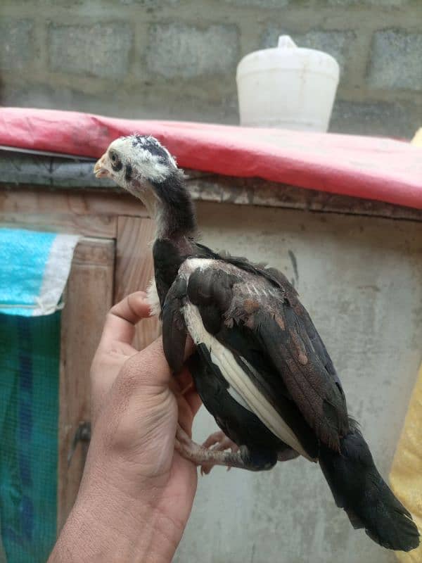 High quality heera+cheena aseel cross chicks for sale 2