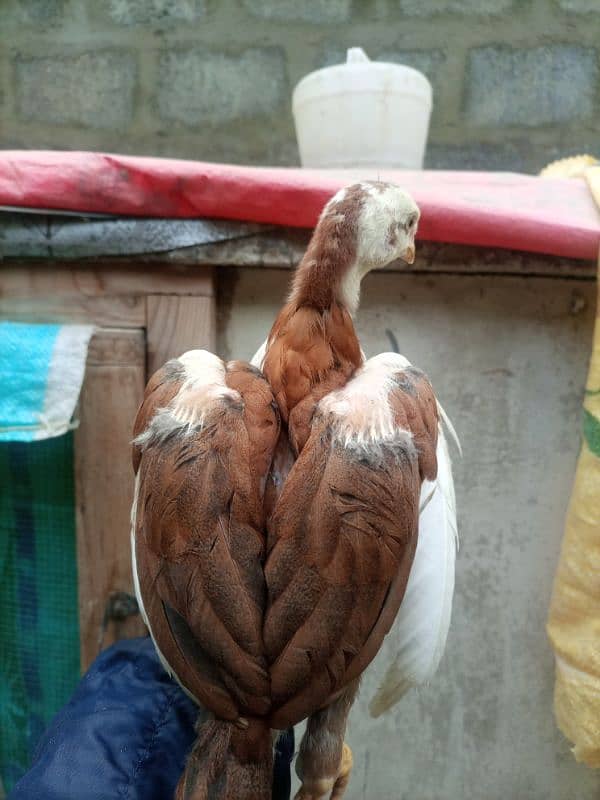 High quality heera+cheena aseel cross chicks for sale 6