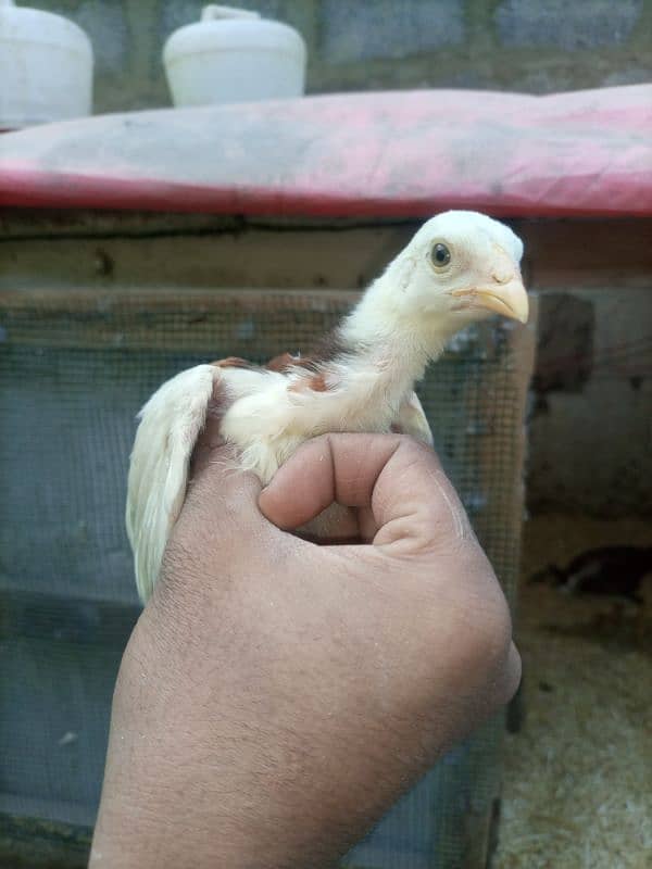 High quality heera+cheena aseel cross chicks for sale 9