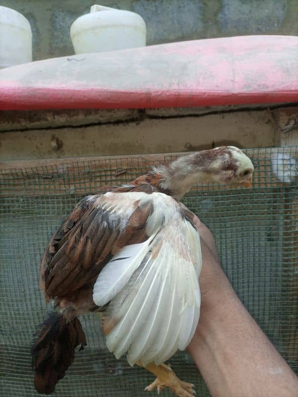 High quality heera+cheena aseel cross chicks for sale 12