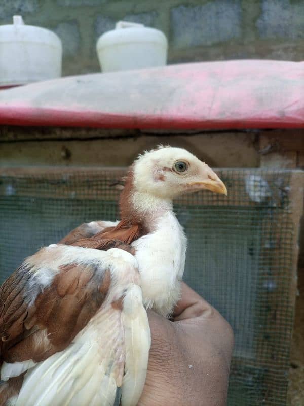 High quality heera+cheena aseel cross chicks for sale 14