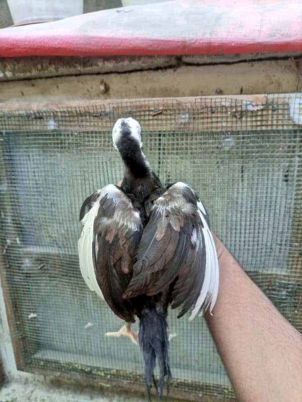 High quality heera+cheena aseel cross chicks for sale 16